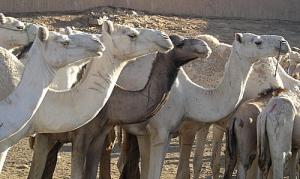 Marché de Dromadaires à Tamanrasset