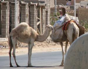 Des chameaux de Tamanrasset