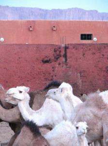 Marché de Dromadaires à Tamanrasset