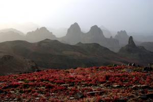 Les Fleurs du Désert