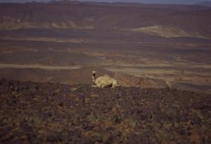 Un dromadaire au repos