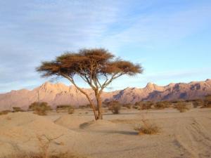 Arbre solitaire dans la vaste Sahara