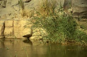 Guelta près du Hoggar