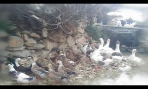 Elevage d'Oies à Tébéssa