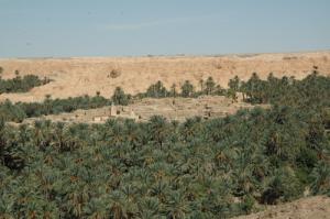 Une palmeraie de Negrine