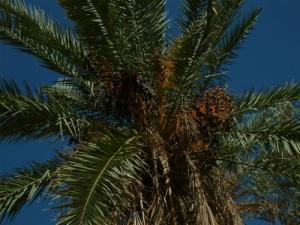 Palmier de la commune de  Negrine