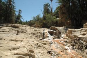 L'Oasis de Negrine (Wilaya de Tébéssa)