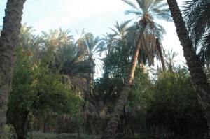 L'Oasis de Negrine (Wilaya de Tébéssa)