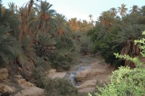 L'Oasis de Negrine (Wilaya de Tébéssa)
