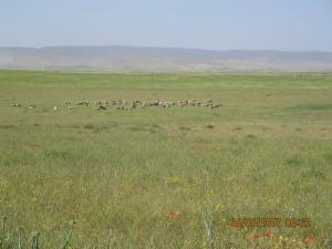 Pâturages de Tébéssa