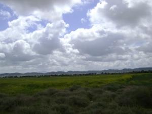 Verdure de Tébéssa au printemps