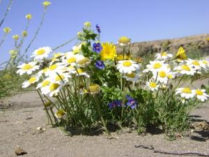 Fleurs d'été (Marguerites)