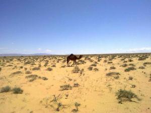 Un Dromadaire à Tébéssa