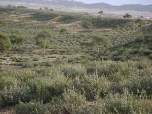 Paysage de Tébéssa