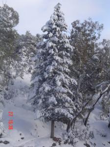 Tiaret, La foret des Pins sous la Neige