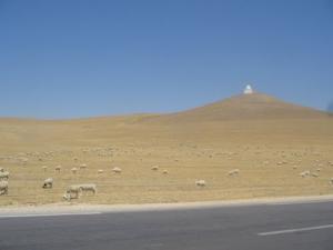 Le pays du blé et du mouton...une richesse !!