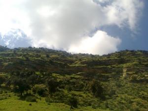 Forêt de Tiaret