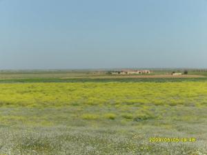 Champs de moutarde sauvage à Ain Deheb