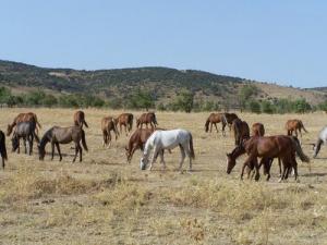Elevage de Chevaux à Tiaret