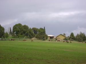 Jumenterie de Tiaret