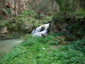 Verdure de la forêt au printemps (Tiaret)
