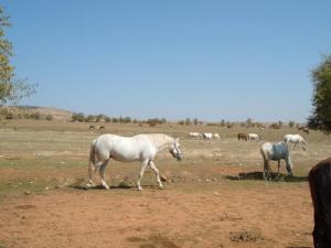 Jumenterie à Tiaret
