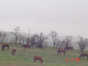 Elevage de Haras à Tiaret