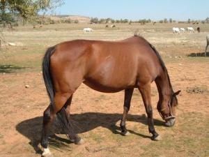 Elevage de Haras à Tiaret