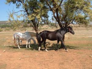 Elevage de Haras à Tiaret