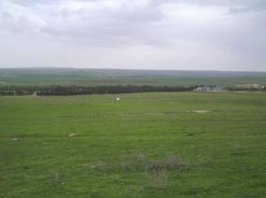 Plaine de Sidi Abed (Wilaya de Tiaret)