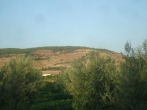 Forêt environnante de Tiaret