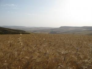 Champ de Blé mûr pour la récolte (Tiaret)