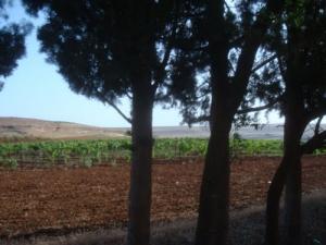 Champs agricoles aux alentours de Tiaret