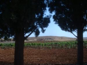 Champs agricoles sur la périphérie de Tiaret
