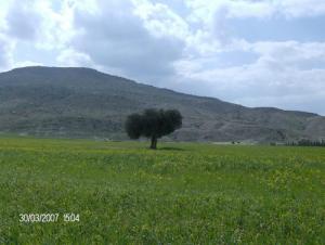 Champ de Moutarde Sauvage