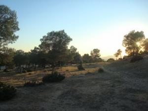 Forêt de Zaouine (Wilaya de Tiaret)