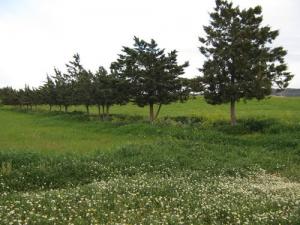 Paysage de Ain El Hadid au Printemps