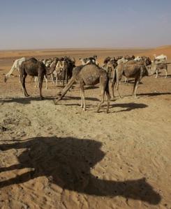 جمال بضواحي مدينة تندوف