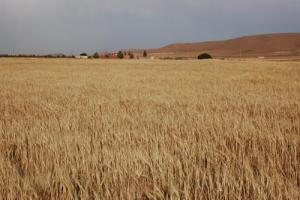 Cahmp de Blé mûr pour la récolte aux abords de Tiaret