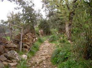 Un sentier menant à Tizouine (Commune de Bouzeguène)