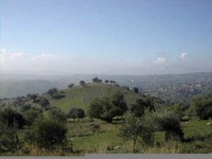 verdure aux alentours de Tizi ouzou