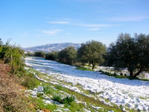 Neige sur les vertes prairies de Tizi ouzou
