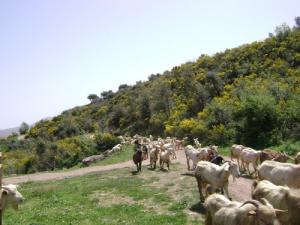 Elevage Caprin à Tizi ouzou