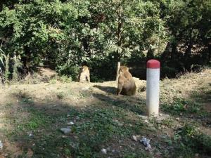 Singe de la forêt de Yakourene