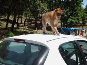 Un singe qui s'y connait en carrosserie )