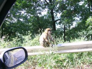 Singe magot de la forêt de Yakouren