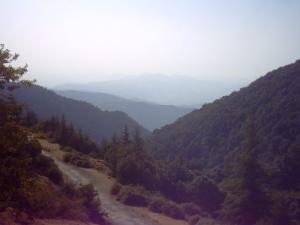 Forêt de Tala Guilef (Wilaya de Tizi ouzou)