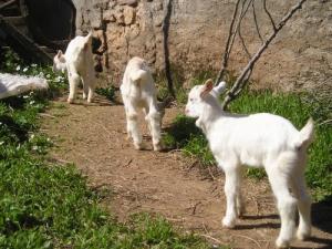 Elevage caprin au village de Ait Aggad