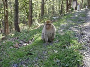 Magot de Kabylie (Forêt de Yakouren)