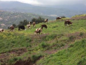 Pâturages aux pieds du Djurdjura